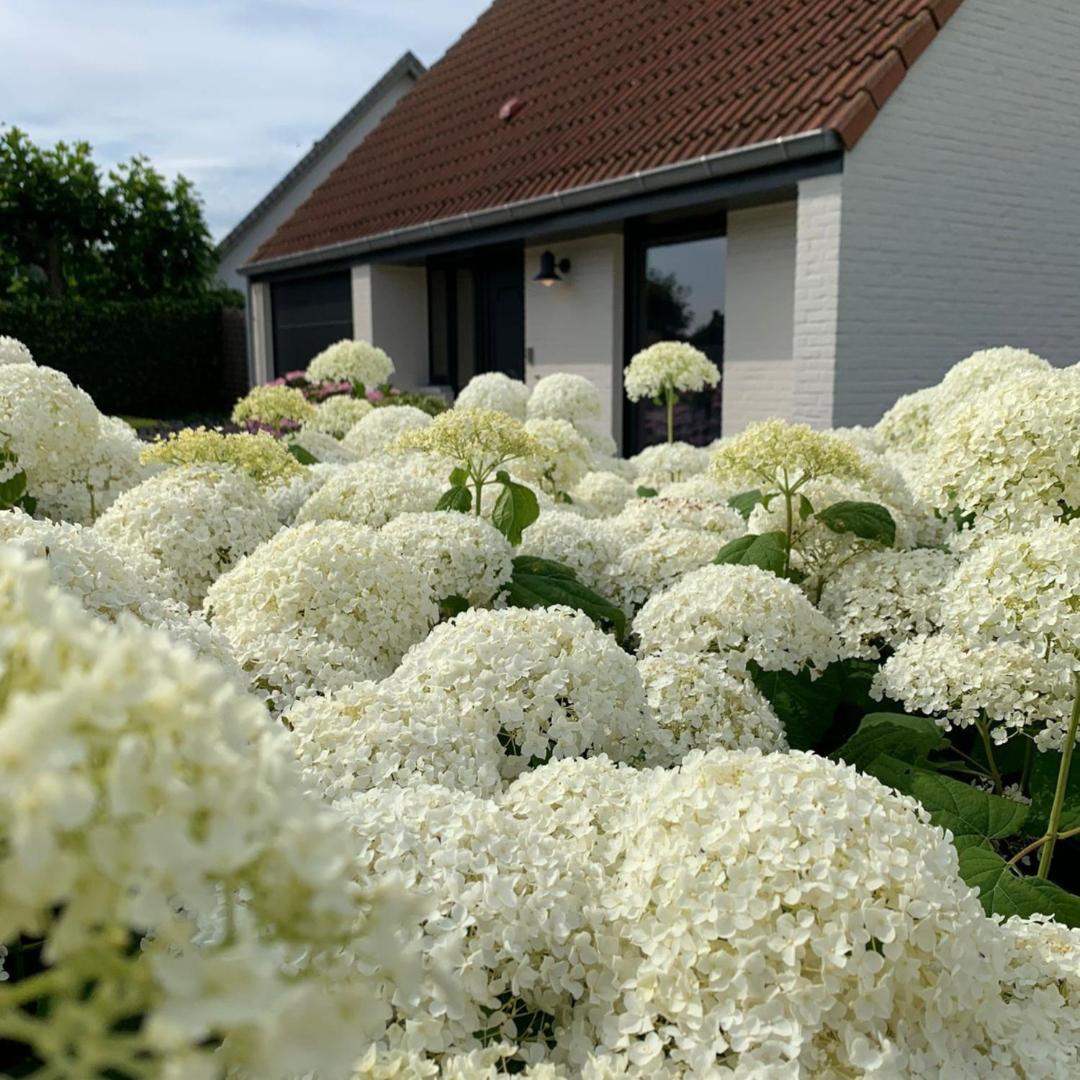B&B Leonie Alveringem ภายนอก รูปภาพ